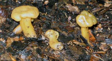 Leotia lubrica.